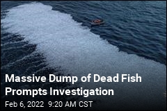 Massive Dump of Dead Fish Prompts Investigation