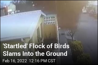 Flock of Hundreds of Birds Slams Into the Ground