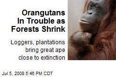 Orangutans In Trouble as Forests Shrink