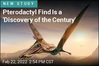 Largest Known Jurassic Pterodactyl Is Found