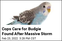 Cops Care for Budgie Found After Massive Storm