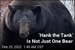 &#39;Hank the Tank&#39; Is Actually 3 Bears, Not One