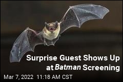 Real Bat Disrupts Batman Screening