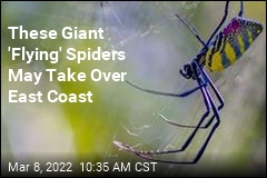 These Giant &#39;Flying&#39; Spiders May Take Over East Coast