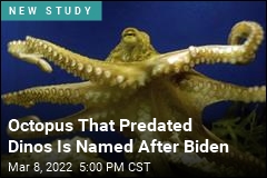 First Octopus Arrived Before the First Dinosaur