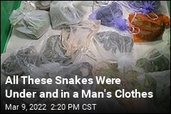 All These Snakes Were Under and in a Man&#39;s Clothes