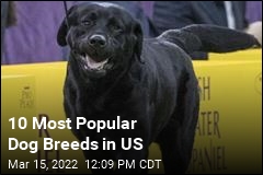 10 Most Popular Dog Breeds in US