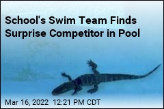 Gator Decides to Try Out for Prep School&#39;s Swim Team