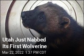 Utah Just Nabbed Its First Wolverine