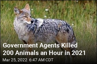 Government Agents Killed 200 Animals an Hour in 2021