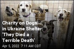 Charity: Hundreds of Dogs Died in Ukraine Shelter Amid War