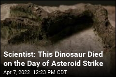 Scientist: This Dinosaur Died on the Day of Asteroid Strike