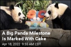 A Big Panda Milestone Is Marked With Cake