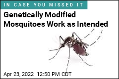 Genetically Modified Mosquitoes Work as Intended