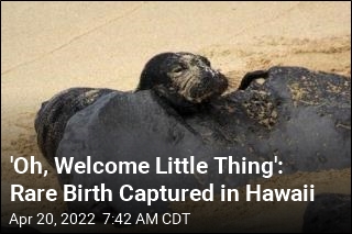 A Rare Birth Is Caught on Camera in Hawaii
