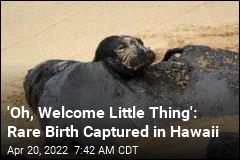 A Rare Birth Is Caught on Camera in Hawaii