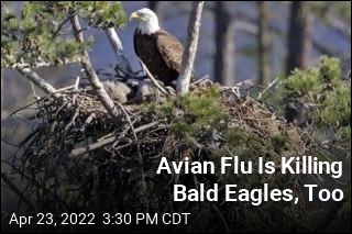 Flu Toll Rises for Bald Eagles
