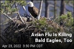 Flu Toll Rises for Bald Eagles