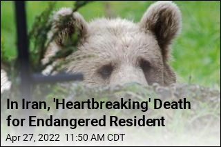 Iranian Villagers Torture, Kill Endangered Bear