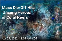 Mass Die-Off Hits &#39;Unsung Heroes&#39; of Coral Reefs