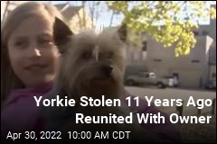 Yorkie Stolen 11 Years Ago Reunited With Owner
