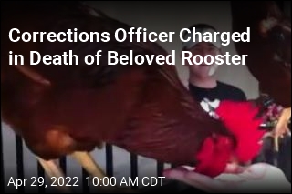Cops: Corrections Officer Killed Town&#39;s Beloved Rooster
