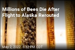 Millions of Alaska-Bound Bees Die After Flight Rerouted