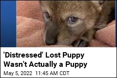 &#39;Distressed&#39; Lost Puppy Wasn&#39;t Actually a Puppy