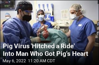 Pig Virus May Have Killed Man Who Got Pig&#39;s Heart