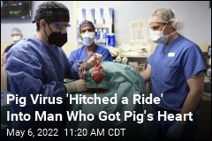 Pig Virus May Have Killed Man Who Got Pig&#39;s Heart