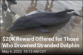 $20K Reward Offered for Those Who Drowned Stranded Dolphin