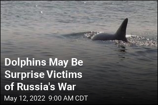 Dolphins May Be Surprise Victims of Russia&#39;s War