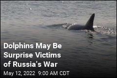 Dolphins May Be Surprise Victims of Russia&#39;s War