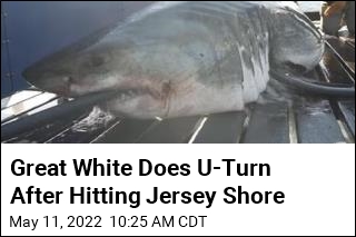 Massive Great White Got to Jersey Shore, Turned Around