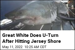 Massive Great White Got to Jersey Shore, Turned Around
