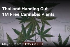 Thailand Handing Out 1M Free Cannabis Plants