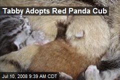 Tabby Adopts Red Panda Cub