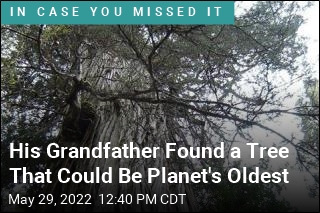 His Grandfather Found a Tree That Could Be Planet&#39;s Oldest