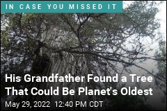 His Grandfather Found a Tree That Could Be Planet&#39;s Oldest
