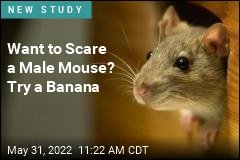 Want to Scare a Male Mouse? Try a Banana