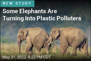 Some Elephants Are Pooping Out Plastic Forks