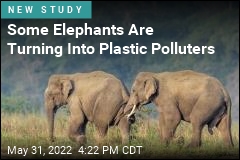 Some Elephants Are Pooping Out Plastic Forks