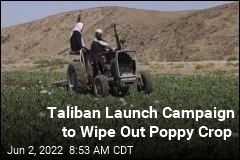 Taliban Launch Campaign to Wipe Out Poppy Crop