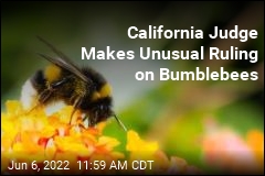 Meet California&#39;s Newest Fish: the Bumblebee