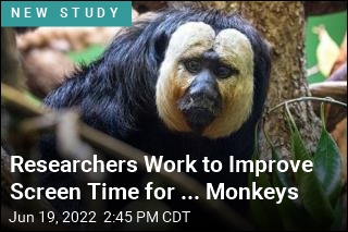 Researchers Work to Improve Screen Time for ... Monkeys