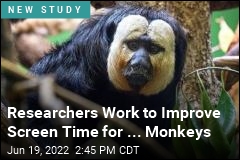 Researchers Work to Improve Screen Time for ... Monkeys