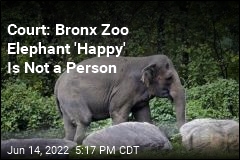NY&#39;s Top Court: Happy the Elephant Is Not a Person