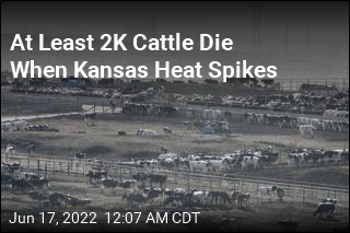 At Least 2K Cattle Die When Kansas Heat Spikes