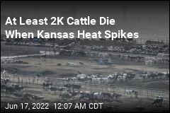 At Least 2K Cattle Die When Kansas Heat Spikes