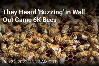 They Heard &#39;Buzzing&#39; in Wall. Out Came 6K Bees